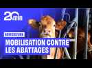 Agriculture : Les tensions montent autour de la dermatose nodulaire contagieuse