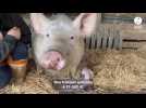 VIDÉO. Victoire, la truie handicapée, attend des dons pour avoir un nouvel abri adapté dans ce sanctuaire breton