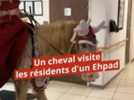 Social - Les résidents d'un Ehpad de Cosne-sur-Loire ont eu la visite d'un cheval dans leur salon