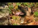 Brigades cynophiles : ces super-chiens qui épaulent les gendarmes