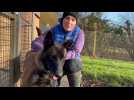 VIDÉO. « C'est l'année où nous avons eu le plus d'abandons » : en Normandie, triste record pour ce refuge animal en 2025