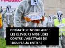 Dermatose nodulaire : les éleveurs mobilisés contre l'abattage de troupeaux entiers