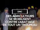 Premier cas de DNC en Ariège : plus de 200 vaches doivent être abattues, des éleveurs se mobilisent