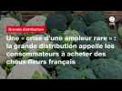 VIDEO. Une « crise d'une ampleur rare » : la grande distribution appelle les consommateurs à acheter des choux-fleurs...