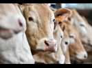 VIDÉO. Colère des agriculteurs : pourquoi plusieurs élevages sont abattus en France