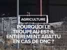 Agriculture : Pourquoi le troupeau est-il entièrement abattu en cas de DNC ?