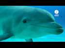 VIDÉO. Les dauphins de Planète Sauvage quitteront leurs bassins en 2027 : pourquoi ce déménagement fait-il débat ?