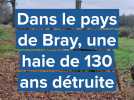 Pays de Bray : une haie de 130 ans détruite