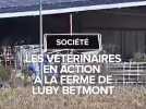 Dermatose nodulaire : l'abattage de la vingtaine de vaches de l'élevage de Luby-Betmont est achevé