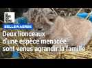 Deux lionceaux sont nés à Bellewaerde Park