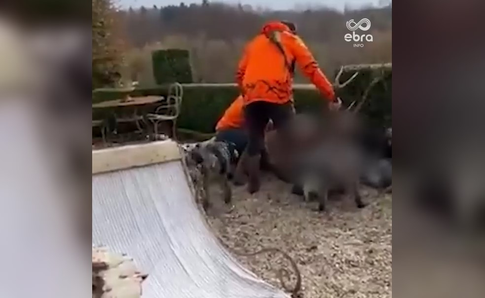 Cerf tué sur la propriété de Luc Besson dans l'Orne : prison et amende ...