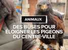 Lot : des buses pour éloigner les pigeons du centre-ville