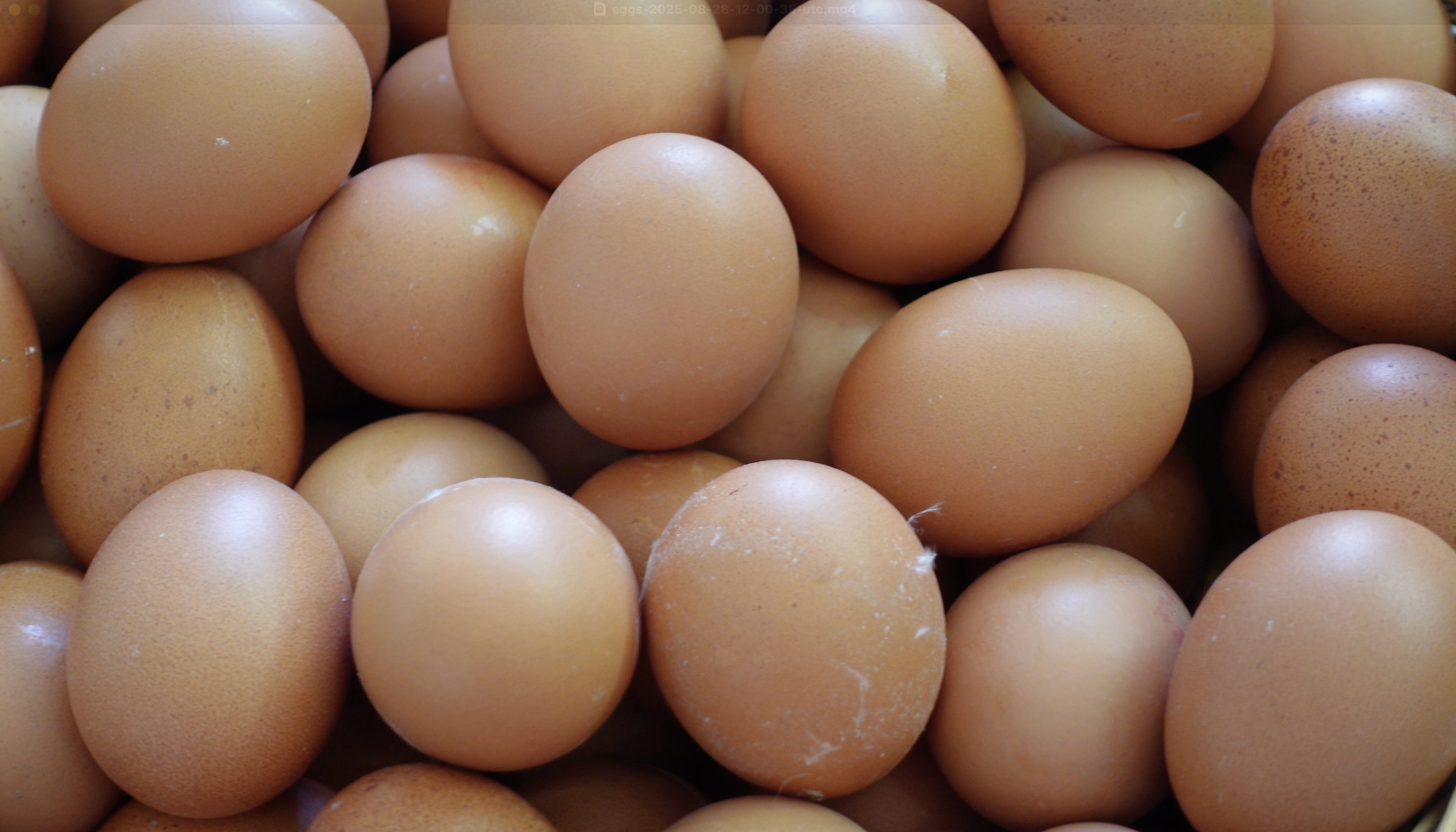 Distribution. $content.TitleNoTags