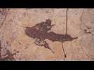 Bolivie : le plus grand site d'empreintes de dinosaures jamais découvert au monde