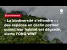 VIDEO. « La biodiversité s'effondre » : des espèces en déclin partout quand leur habitat est dégradé, alerte l'ONG WWF