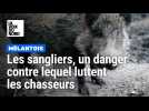 Les sangliers, un danger contre lequel luttent les chasseurs