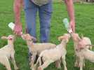 Rarissime : une brebis donne naissance à 5 agneaux