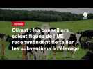 VIDÉO. Climat : les conseillers scientifiques de l'UE recommandent de tailler les subventions à l'élevage