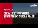 VIDÉO. Sur la plage de Deauville, chevaux et cavaliers offrent un beau spectacle