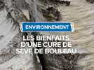 Cure de sève de bouleau