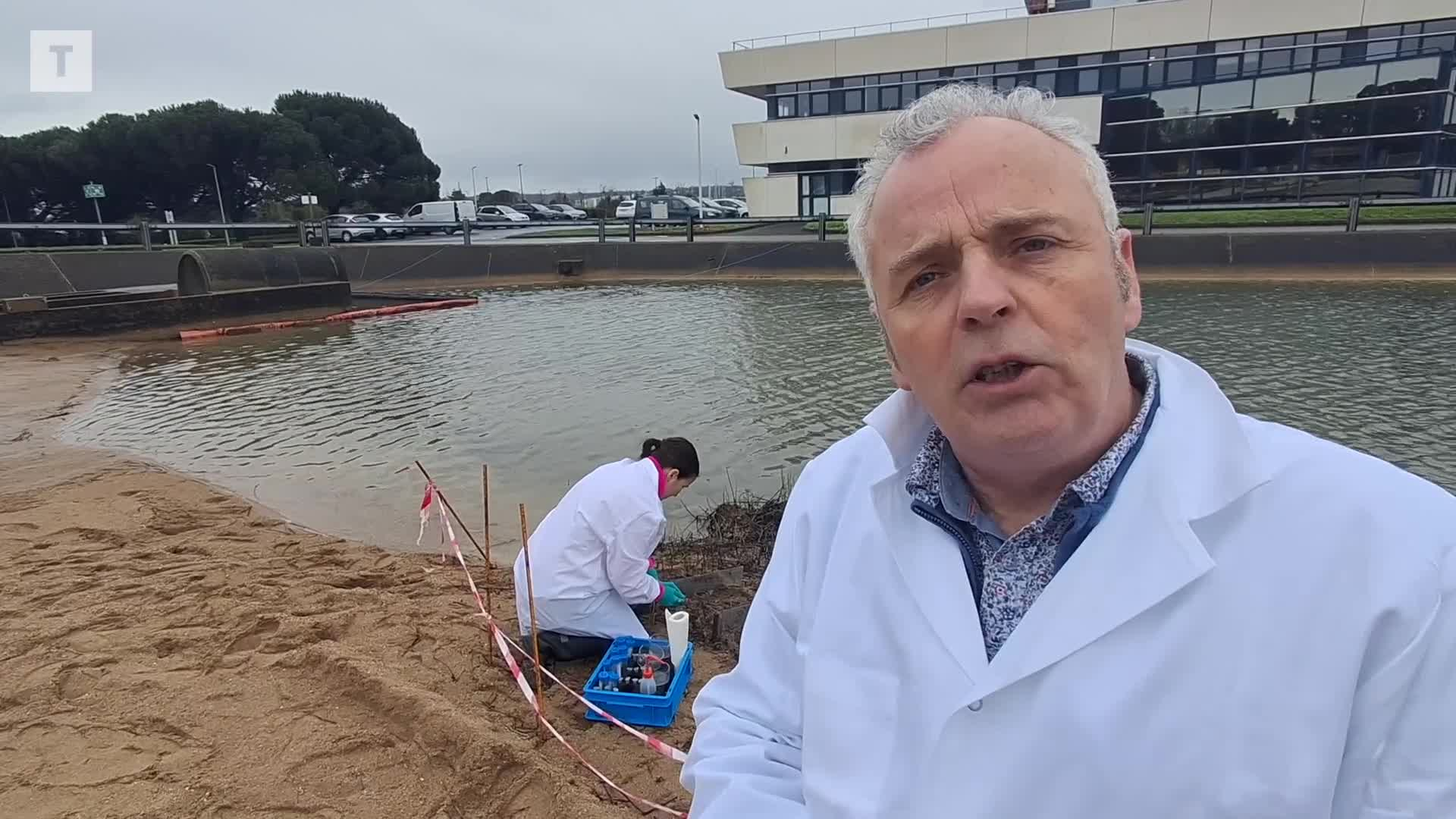 À Brest, ils testent des champignons dévoreurs de pétrole pour nettoyer les plages souillées du Golfe persique [Vidéo]