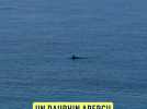 Nice : Un dauphin aperçu dans la baie des Anges