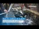 Dans les coulisses de la pêche : une pouponnière de truites pour rempoissonner le Verdon