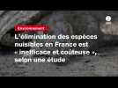 VIDÉO. L'élimination des espèces nuisibles en France est « inefficace et coûteuse », selon une étude