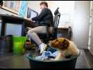 Dans cette mairie ils ont la possibilité de travailler avec leur chien