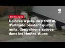 VIDÉO. Coincés à près de 3 000 m d'altitude pendant quatre nuits, deux chiens sauvés dans les Hautes-Alpes
