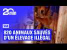 820 animaux maltraités secourus par la gendarmerie dans un élevage illégal du Var