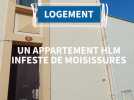 Un logement HLM de Narbonne infesté par la moisissure