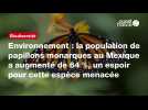 VIDÉO. Environnement : la population de papillons monarques au Mexique a augmenté de 64 %, un espoir pour cette espèce menacée
