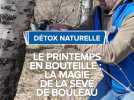 Le printemps en bouteille : la magie de la sève de bouleau.