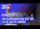 Zoo de Beauval : une deuxième petite femelle éléphant d'Afrique est née