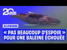 « Plus beaucoup d'espoir » pour une baleine échouée sur la côte allemande