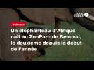 VIDÉO. Un éléphanteau d'Afrique naît au ZooParc de Beauval, le deuxième depuis le début de l'année