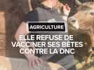 Une éleveuse voit son activité suspendue après avoir refusé de vacciner son troupeau contre la DNC