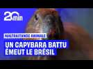 Au Brésil, ils battent un capybara à coups de barres de fer, vif émoi dans le pays