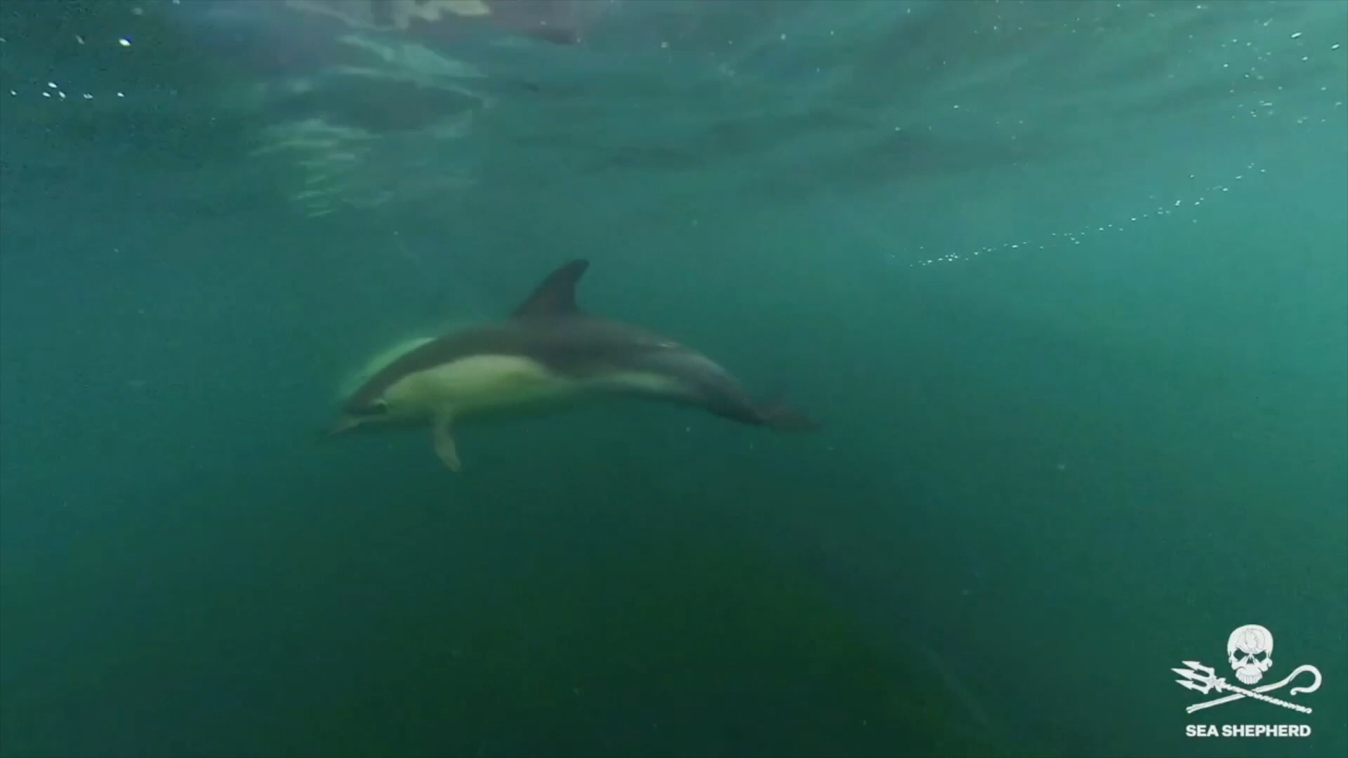 Protection des dauphins : pour Sea Shepherd, « le préfet maritime met de l'huile sur le feu » en s'adressant aux pêcheurs