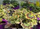 Sorties - 600 espèces à découvrir : une collection unique en France, au conservatoire national du Pelargonium de Bourges