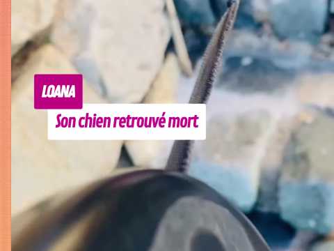 VIDEO : Titi, le chien de Loana retrouv� mort