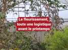 Montigny-lès-Metz : le fleurissement, toute une logistique avant le printemps
