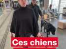 Les chiens guides sont « les yeux » des aveugles