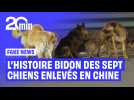 Chine : L'incroyable périple des sept chiens disparus qui rentrent chez eux par la route....était un fake