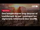 VIDÉO. Des températures trop douces et maintenant du gel : pourquoi les vignerons retiennent leur souffle