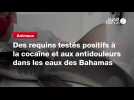 VIDÉO. Des requins testés positifs à la cocaïne et aux antidouleurs dans les eaux des Bahamas