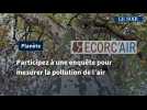 Participez à une enquête pour mesurer la pollution de l'air grâce aux platanes