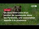 VIDÉO. Un ours filmé près d'un sentier de randonnée dans les Pyrénées, une association appelle à la prudence