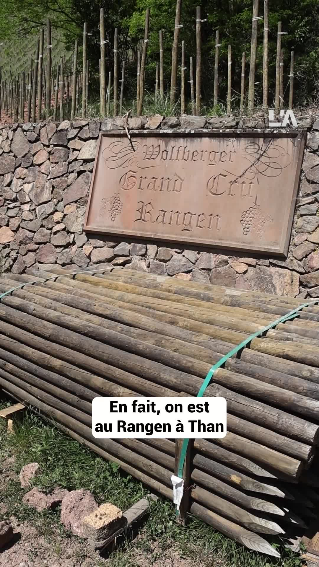 Thann : une vigne de collection plantée au Rangen